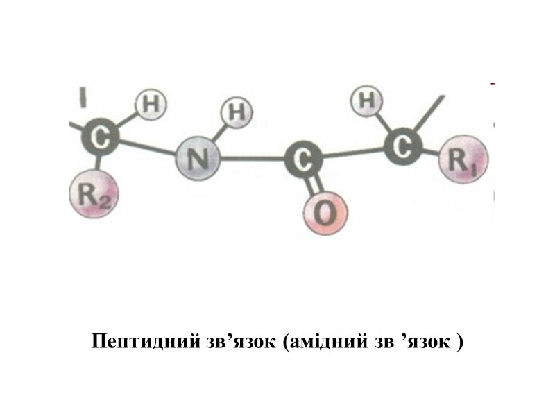 Пептидний зв’язок (амідний зв ’язок )